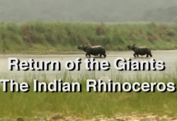Wildlife - Return of the Giants - The Indian Rhinocero
